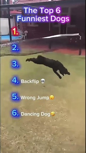 The top 6 funniest dogs!😭😭😂