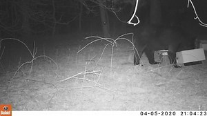 A family in Oak Grove, Minnesota has finally caught their "beehive bandit" -- a hungry black bear. More: https://bit.ly/3aPnb9w | Fox 9