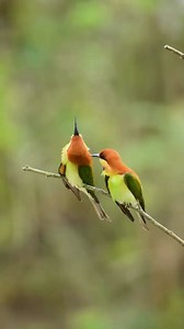 79K views · 1.8K reactions | #Birds #Nature #reelsvideo #Birdwatching #birdbrilliance #Birdphotography #birdlife #Birdcaptures #birding #可愛的動物 #Birdlovers #naturephotograph | LovelybirdsinChina | Facebook