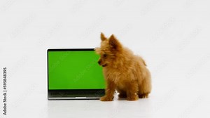 A cute and fluffy puppy lies near a laptop with a green screen. Smart coder programmer uses computer. Advertisement for pet products, chroma key.