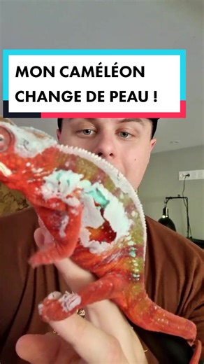 Mon Caméléon change de peau ! #cameleon #mue #animaux #education