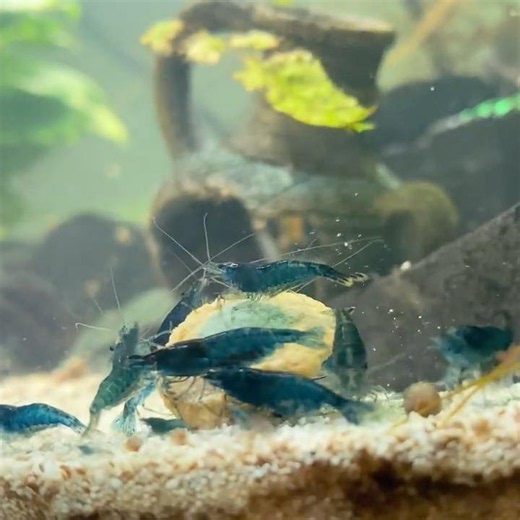 Want Your Shrimps To Breed? Feed Them This!