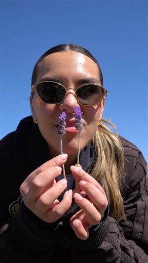 Te gusta la lavanda? ✨ | ana karen