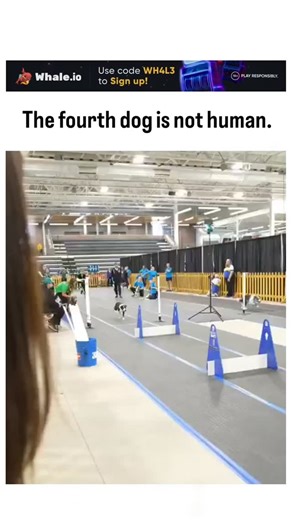 curvico_explained on Instagram: "The post showcases a montage of dogs navigating an agility course, with the caption "El cuarto perro no es humano" delivering deadpan humor by literally stating the obvious, aligning with @culturaliteral1 's theme of overly precise cultural observations. Engagement metrics reveal viral appeal, garnering over 13,000 likes and 1,300 replies within days, primarily from users echoing the absurdity through puns like "none of the dogs are human" or ironic agreements. R