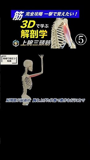 Triceps (long head) training [Complete guide] Understand the structure and function of the tricep...