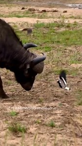 Bird protect nest from buffalo 🐂vs🐦 | Minecraft Club