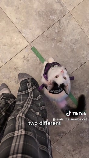 Service Cat Training Tips with Lewis the Cat