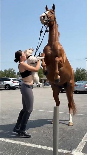 Woman and dog playing with horse, horse walking on two legs #horse #nature #love #anima