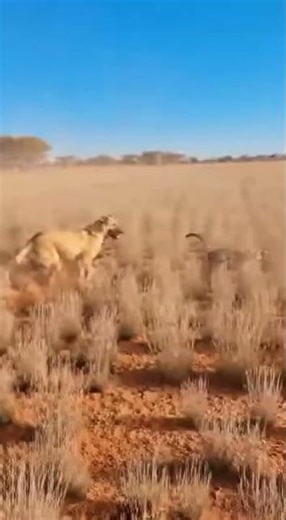 RAW Footage: Intense High-Speed DOG vs. CAT Savanna Chase! 💨