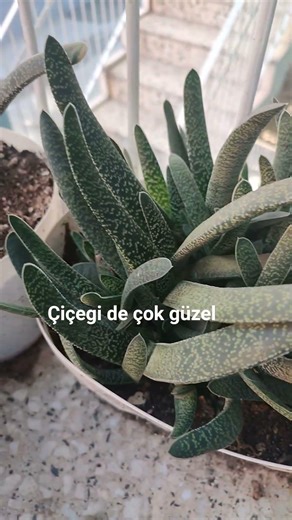 Bu çiçek kimin