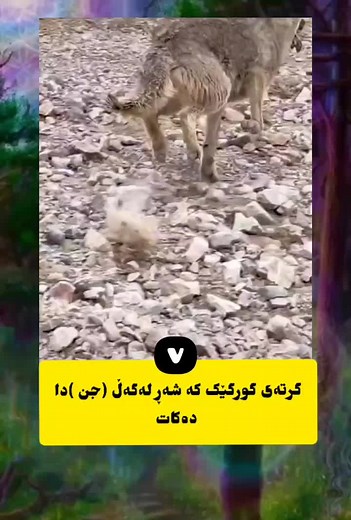 Exploring Wild Canines: Coyote Behavior in Nature