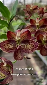 Exotic Orchid Collection – Rare, Unique & Premium Blooms | Pots and Petals Nursery 🌸✨