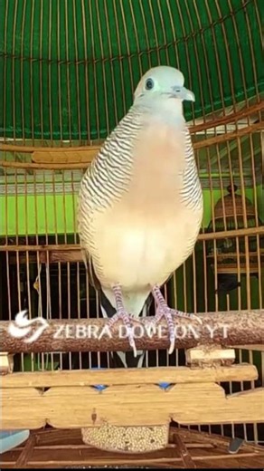 Zebra Dove call Bird sounds for relaxations 208 #birds #birdsounds #birdsong #animal #zebradove