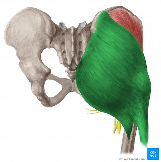 Musculus gluteus maximus