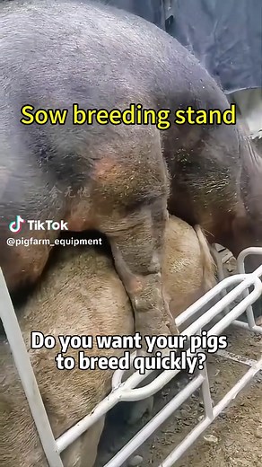 One device, two functions! A universal breeding rack for both large and small sows that can instantly transform into a semen collection rack with a dummy sow platform. #Sowbreedingrack#Pigfarmingequipment#Breedingmiracletool#Directmanufacturersales