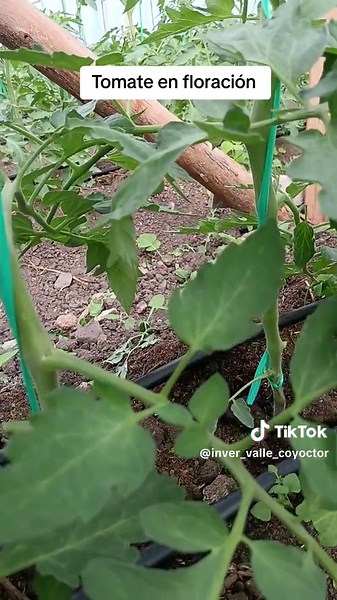 Floración del tomate: Progreso y cuidados esenciales