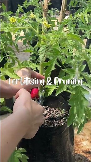 Tomato Growing Tips - Seed to Harvest