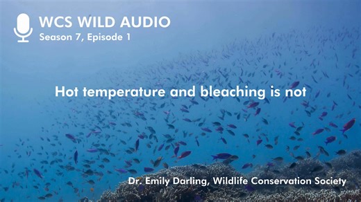 LISTEN: Coral reefs face unprecedented pressures. But scientists are finding some are more resilient than others. On a new #WCSWildAudio with WCS’s Dr. Emily Darling, a strategy to shape the future of coral conservation worldwide. apple.co/45Gk8yR | Wildlife Conservation Society