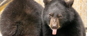 [PHOTOS] Incapables de survivre seuls, trois oursons orphelins sont de retour au Miller Zoo