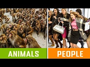 What's The Difference Between Animals And Human Society?