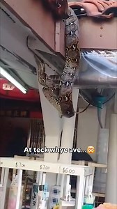 100K views · 3.5K reactions | Gigantic alien spotted in singapore shop...勞類 : toktictocker tiktok | Sgmustwatchla | Facebook