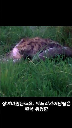 비단뱀이 하이에나를 산 채로 잡아먹는 영상