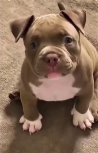 Dog lovers new video viral / trending