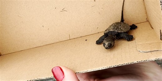 Couple Wakes Up To HUNDREDS Of Snapping Turtles Everywhere