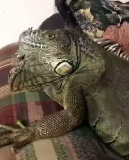 apple apple apple iguana (apple apple apple tiktok) apple apple apple iguana tiktok