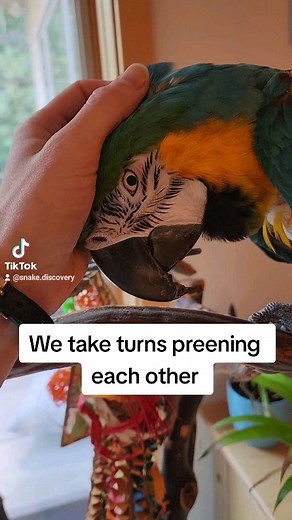 Snake Discovery on Instagram: "Cheyenne in a cuddly mood 🥰"