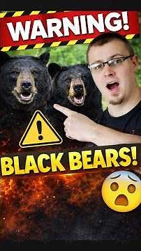 Human vs Black Bear: Who Would Win?!
