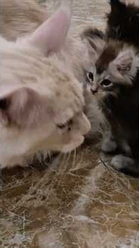 Dad’s Love! 🐾 Big Maincoon Leo Grooming His Two Tiny Kittens #cat #shorts