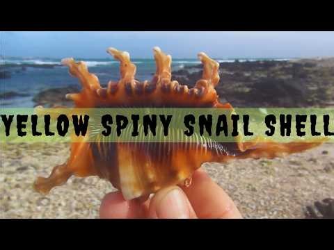 I collected many yellow clam and snail shells on the beach