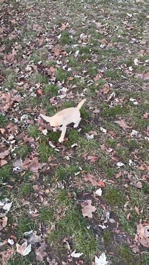 Larry checking the pee mail ✉️
