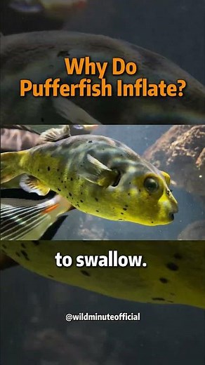 Why Do Pufferfish Inflate? 🐡