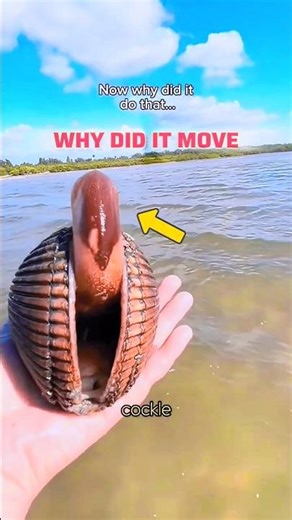 This Weird Ocean Creature Will Make You Uncomfortable#viral #didyouknow #foryou #facts