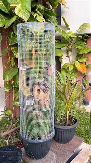 A pair of Java Sparrows enjoying their calm space inside a small potted aviary. The natural light and fresh leaves create such a peaceful moment to watch. #bird #JavaSparrow #AviaryLife #BirdKeeping #HighCPMVideo | Indra Prihantoro