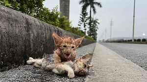The kitten desperately begged passersby for help as its siblings showed no signs of survival! | Cats Island