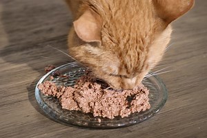 What's Best Cat Food To Stop Vomiting? (We Tested 7 Recipes) | Cats.com