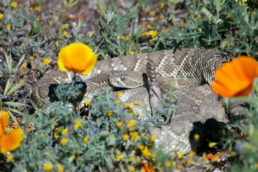 Video: 'Green' rattlesnake can be a poppy field surprise. What to know before you sit for a selfie