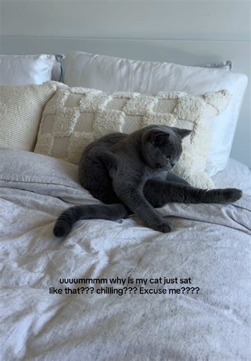 Uhhhhhhh why is my cat just sat like that??????? #weirdcat #funnycat #catmeme