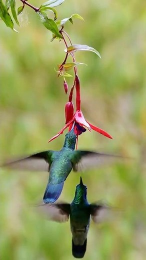 The Wonderful Hummingbirds | Relaxing Birds Sounds | Awesome Nature | Stress Relief