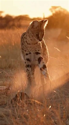 Serval’s Vertical Hunting Jump Caught on Phone 🐆