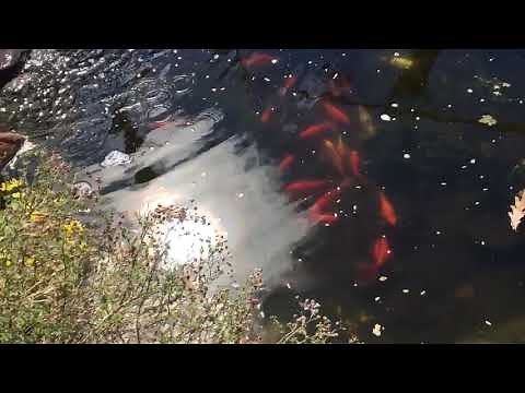 Oase 5,000 Filter Set up and Review