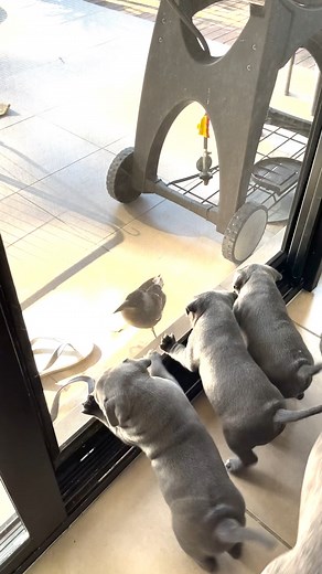 141K views · 6.4K reactions | I Want To Break Free, Sooo Cute! | Peggy and Molly | Facebook