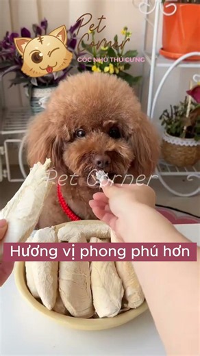 Series những đồ chó mèo thích ăn: Ức gà sấy khô thơm ngon cho thú cưng - Pet Corner