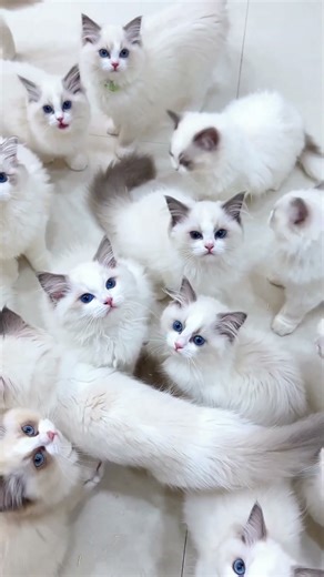 kittens in here