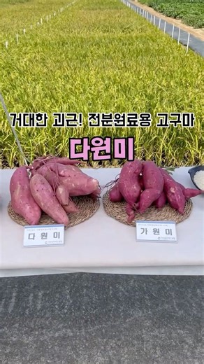 경남농기원이 만든 농산물, 직접 먹어봤습니다😋 우수품종 전시회 현장 #쌀 #고구마 #버섯 #단감 #양파 #마늘