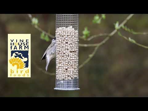 Feeding Suet to Garden Birds