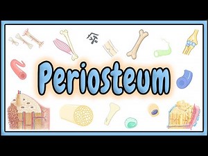 84. Periosteum